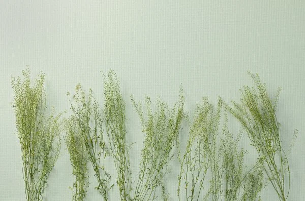 SDR4_005-1_OH9A1718+++